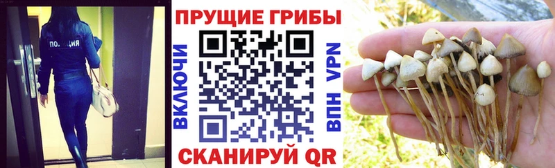 Псилоцибиновые грибы мухоморы  Черногорск 